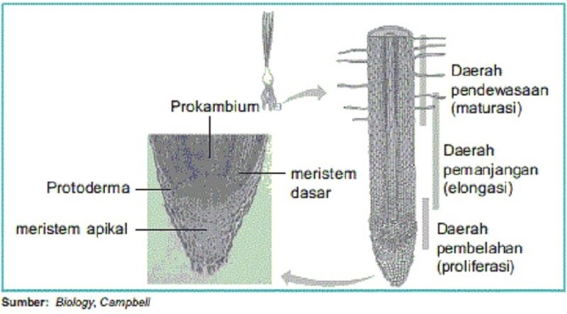 Pertumbuhan Primer Dan Sekunder Pada Tumbuhan | Biologi Kelas 12